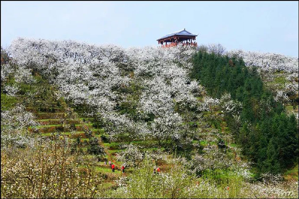 【春天，广西桂林灌阳县向您发出邀请！】我们在灌阳看梨花 - 游山玩水 - 湖州生活社区 - 湖州28生活网 huzhou.28life.net