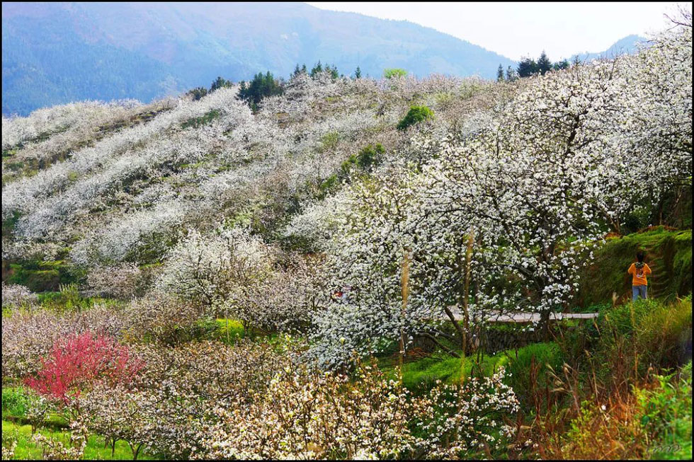 【春天，广西桂林灌阳县向您发出邀请！】我们在灌阳看梨花 - 游山玩水 - 湖州生活社区 - 湖州28生活网 huzhou.28life.net
