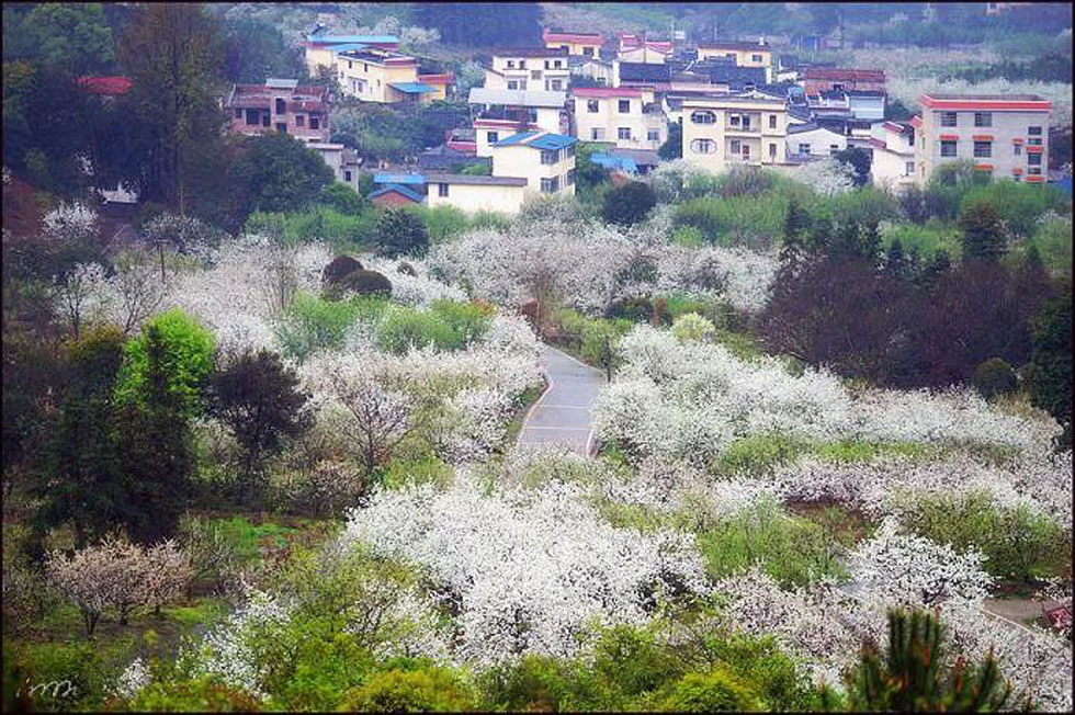 【春天，广西桂林灌阳县向您发出邀请！】我们在灌阳看梨花 - 游山玩水 - 湖州生活社区 - 湖州28生活网 huzhou.28life.net