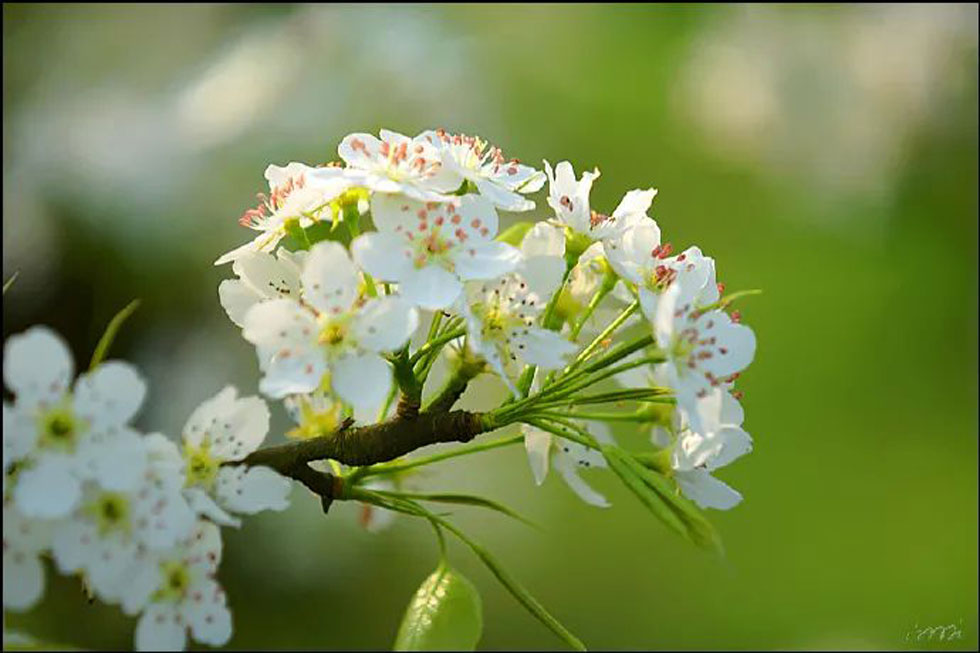 【春天，广西桂林灌阳县向您发出邀请！】我们在灌阳看梨花 - 游山玩水 - 湖州生活社区 - 湖州28生活网 huzhou.28life.net