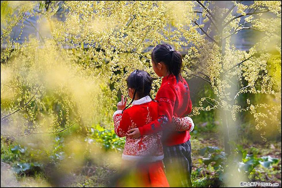【春天，广西桂林灌阳县向您发出邀请！】米珠山前有片山苍子花在飘香 - 游山玩水 - 湖州生活社区 - 湖州28生活网 huzhou.28life.net