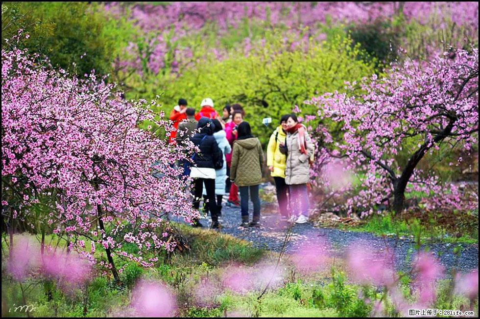 【春天，广西桂林灌阳县向您发出邀请！】官庄村有个醉美的桃花园 - 游山玩水 - 湖州生活社区 - 湖州28生活网 huzhou.28life.net