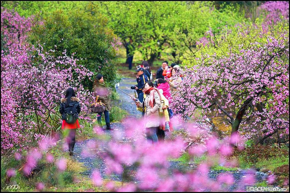 【春天，广西桂林灌阳县向您发出邀请！】官庄村有个醉美的桃花园 - 游山玩水 - 湖州生活社区 - 湖州28生活网 huzhou.28life.net