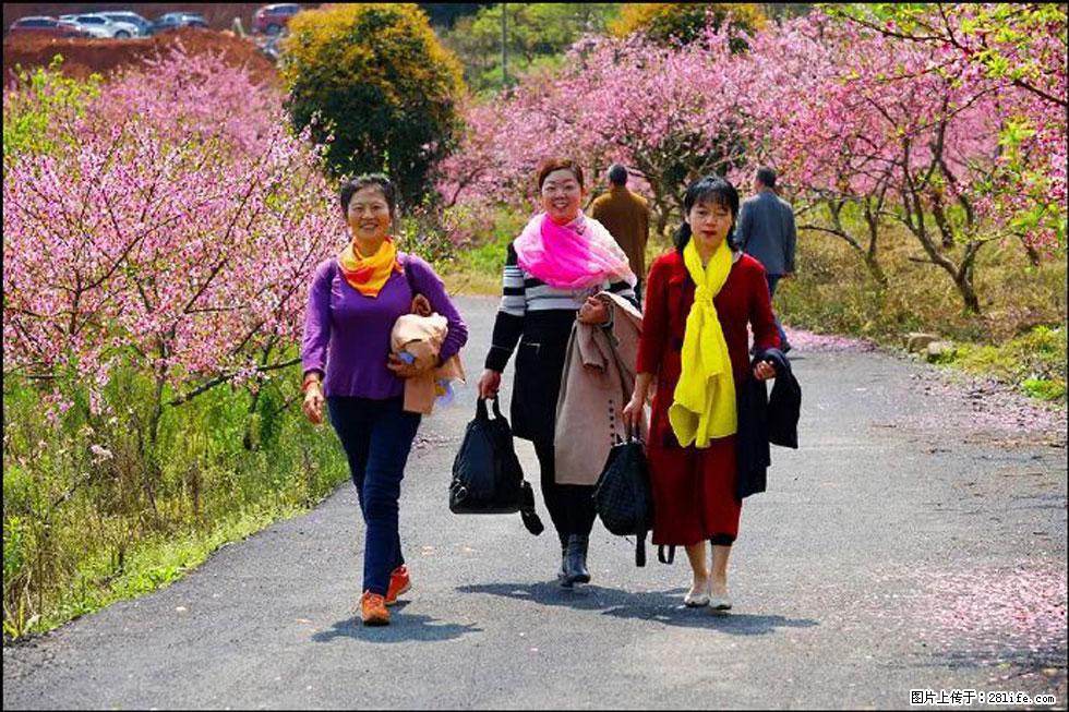 【春天，广西桂林灌阳县向您发出邀请！】官庄村有个醉美的桃花园 - 游山玩水 - 湖州生活社区 - 湖州28生活网 huzhou.28life.net