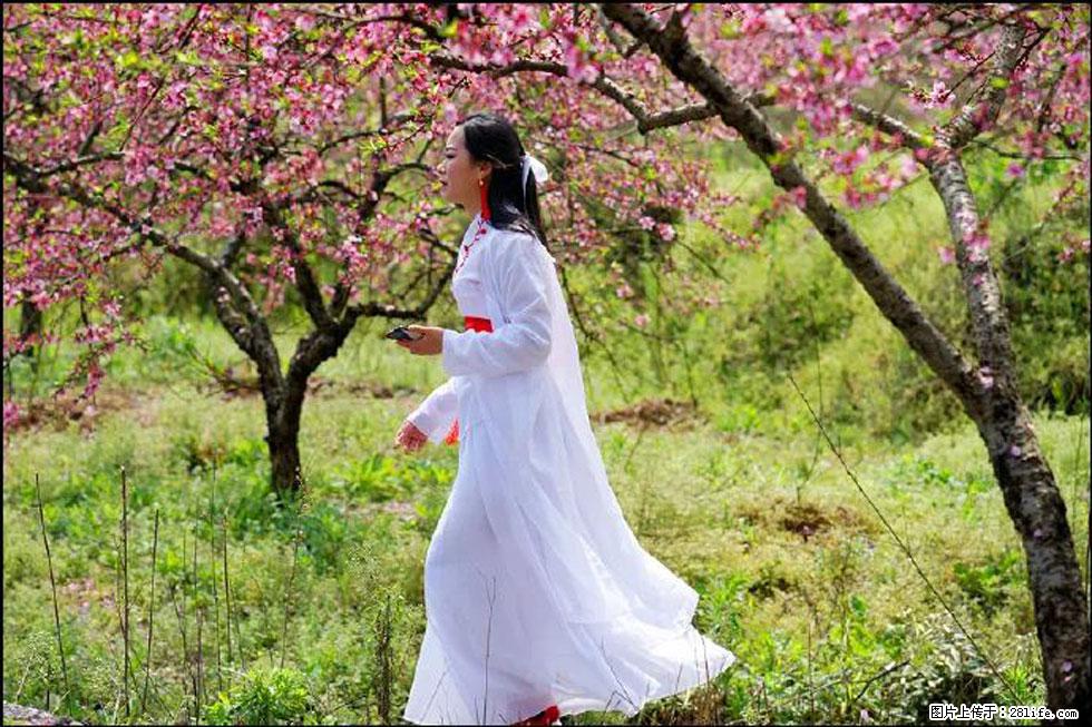 【春天，广西桂林灌阳县向您发出邀请！】官庄村有个醉美的桃花园 - 游山玩水 - 湖州生活社区 - 湖州28生活网 huzhou.28life.net