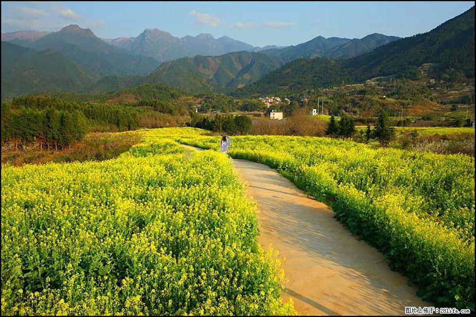 【春天，广西桂林灌阳县向您发出邀请！】长坪村油菜盛情花开 - 游山玩水 - 湖州生活社区 - 湖州28生活网 huzhou.28life.net