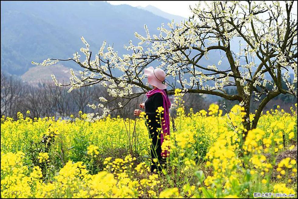 【春天，广西桂林灌阳县向您发出邀请！】长坪村油菜盛情花开 - 游山玩水 - 湖州生活社区 - 湖州28生活网 huzhou.28life.net
