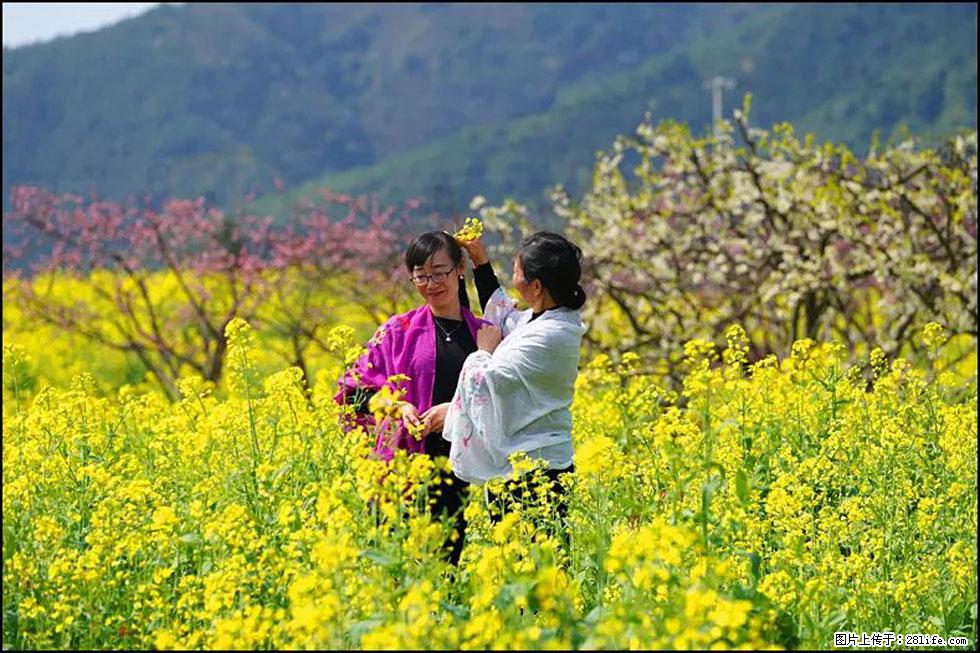 【春天，广西桂林灌阳县向您发出邀请！】长坪村油菜盛情花开 - 游山玩水 - 湖州生活社区 - 湖州28生活网 huzhou.28life.net