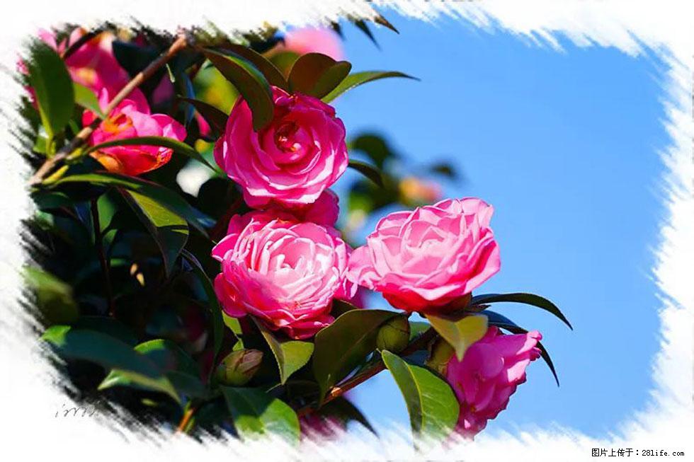 【春天，广西桂林灌阳县向您发出邀请！】杨柳井茶花惹人爱 - 游山玩水 - 湖州生活社区 - 湖州28生活网 huzhou.28life.net