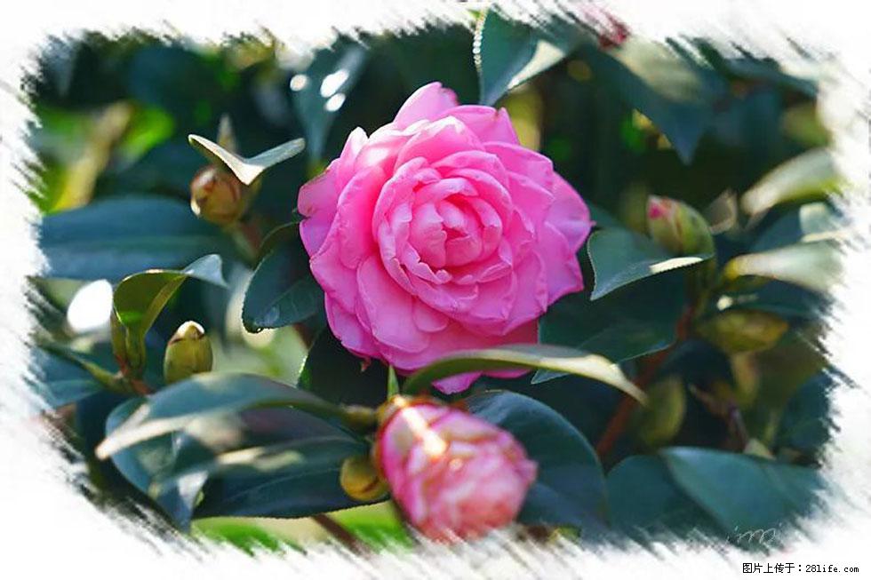 【春天，广西桂林灌阳县向您发出邀请！】杨柳井茶花惹人爱 - 游山玩水 - 湖州生活社区 - 湖州28生活网 huzhou.28life.net