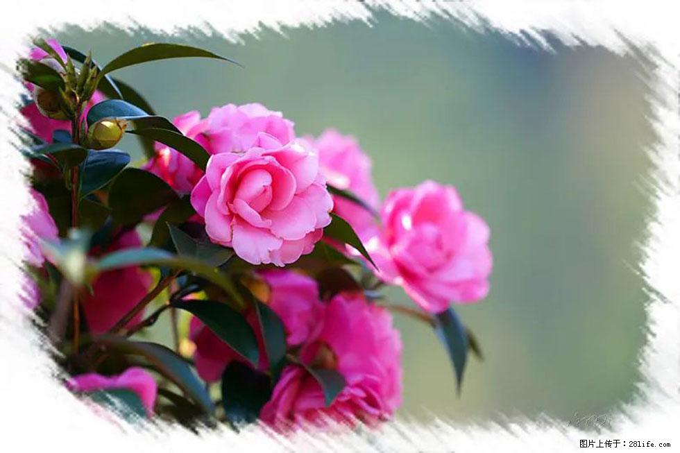 【春天，广西桂林灌阳县向您发出邀请！】杨柳井茶花惹人爱 - 游山玩水 - 湖州生活社区 - 湖州28生活网 huzhou.28life.net