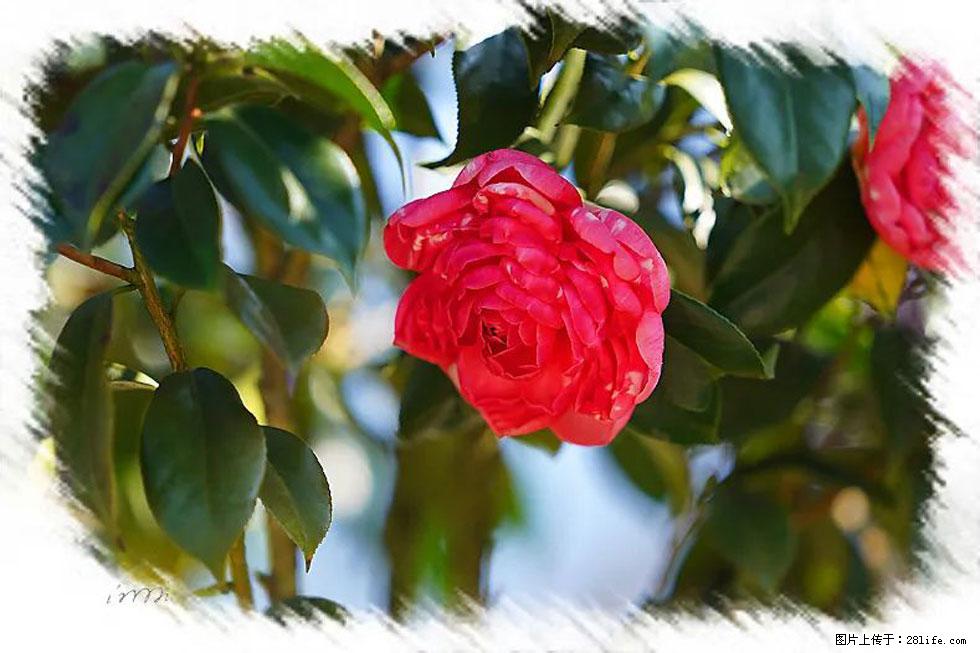 【春天，广西桂林灌阳县向您发出邀请！】杨柳井茶花惹人爱 - 游山玩水 - 湖州生活社区 - 湖州28生活网 huzhou.28life.net