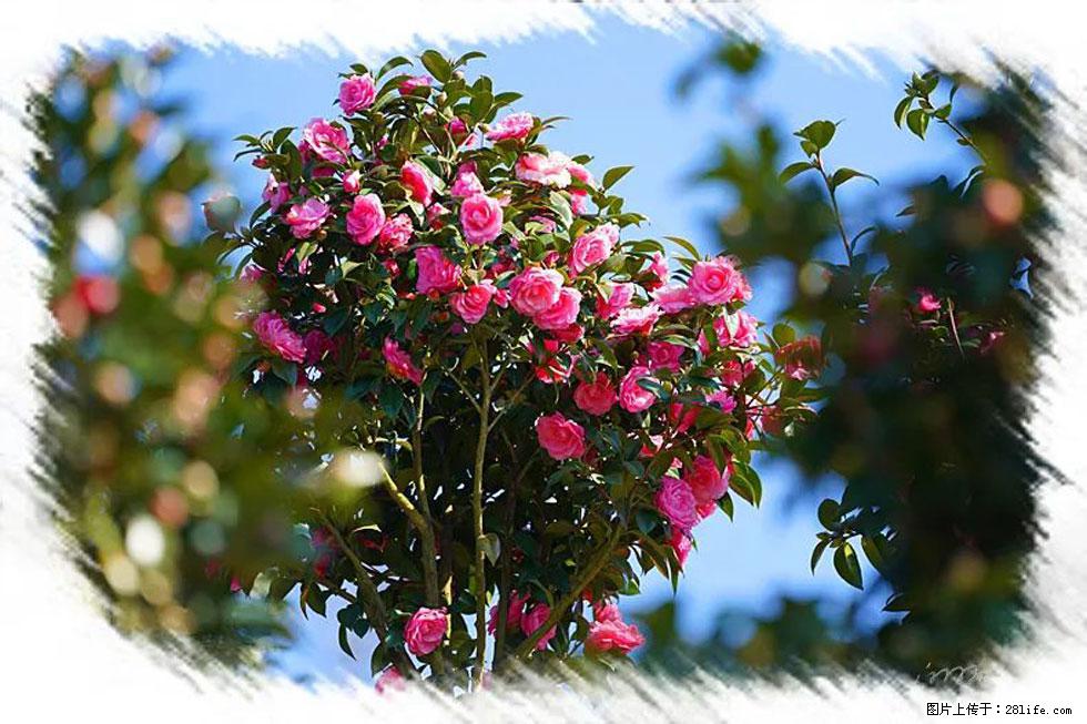 【春天，广西桂林灌阳县向您发出邀请！】杨柳井茶花惹人爱 - 游山玩水 - 湖州生活社区 - 湖州28生活网 huzhou.28life.net