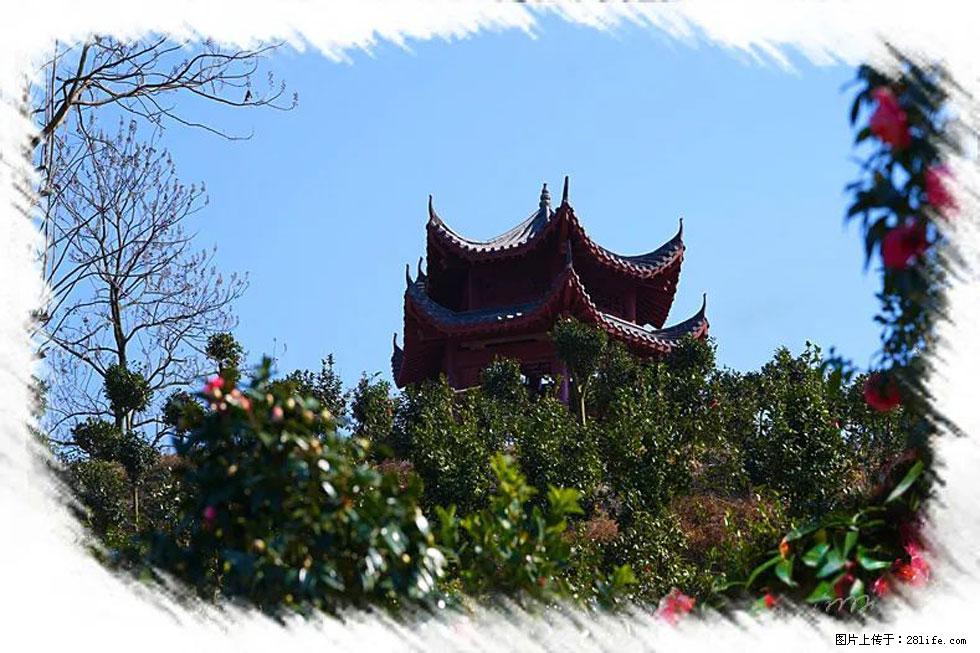 【春天，广西桂林灌阳县向您发出邀请！】杨柳井茶花惹人爱 - 游山玩水 - 湖州生活社区 - 湖州28生活网 huzhou.28life.net
