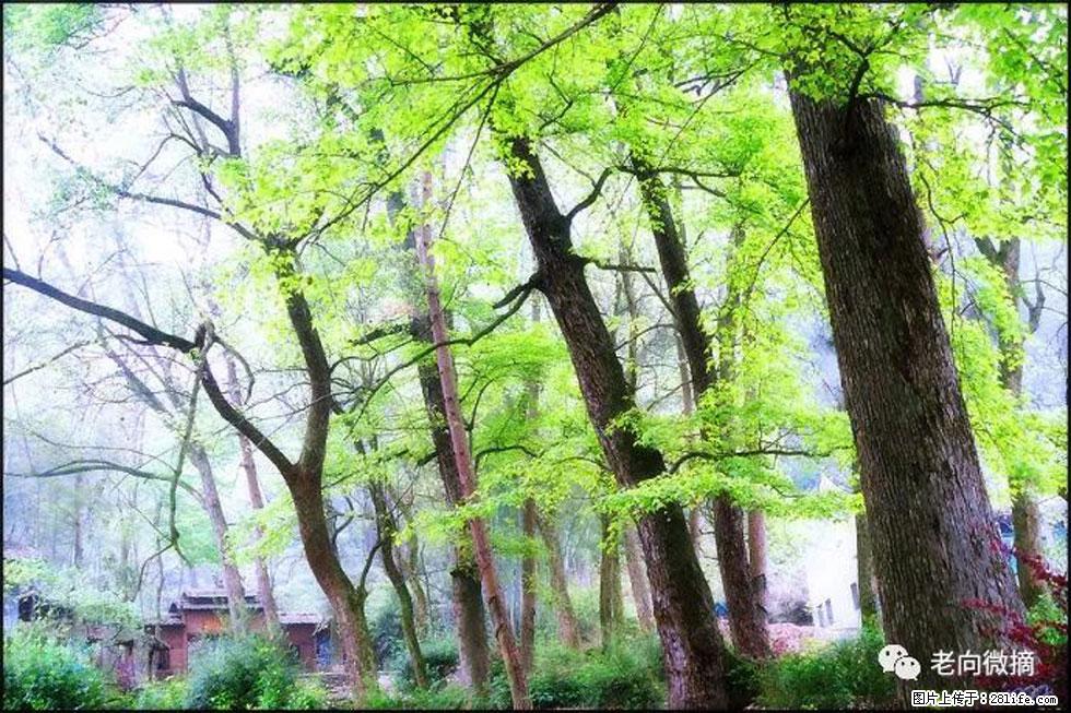 【春天，广西桂林灌阳县向您发出邀请！】在小龙村与春天约会 - 游山玩水 - 湖州生活社区 - 湖州28生活网 huzhou.28life.net