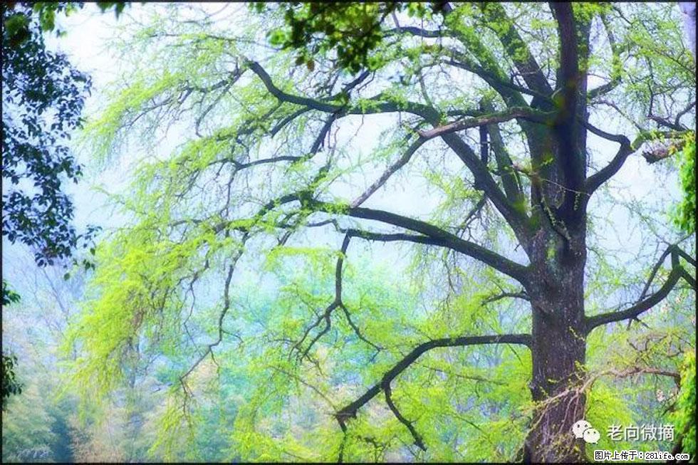 【春天，广西桂林灌阳县向您发出邀请！】在小龙村与春天约会 - 游山玩水 - 湖州生活社区 - 湖州28生活网 huzhou.28life.net