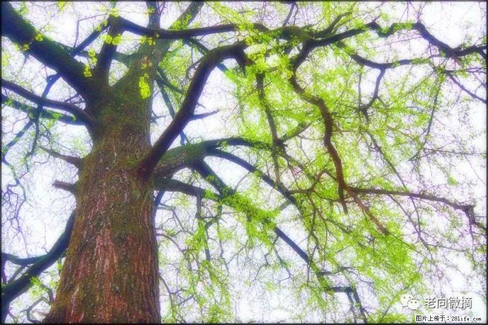 【春天，广西桂林灌阳县向您发出邀请！】在小龙村与春天约会 - 游山玩水 - 湖州生活社区 - 湖州28生活网 huzhou.28life.net