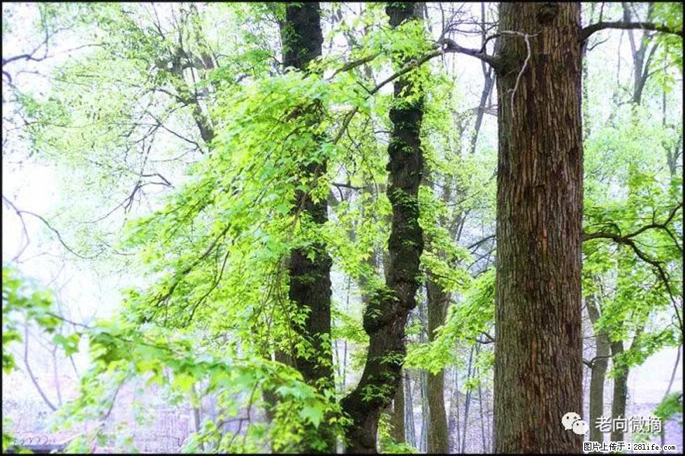 【春天，广西桂林灌阳县向您发出邀请！】在小龙村与春天约会 - 游山玩水 - 湖州生活社区 - 湖州28生活网 huzhou.28life.net