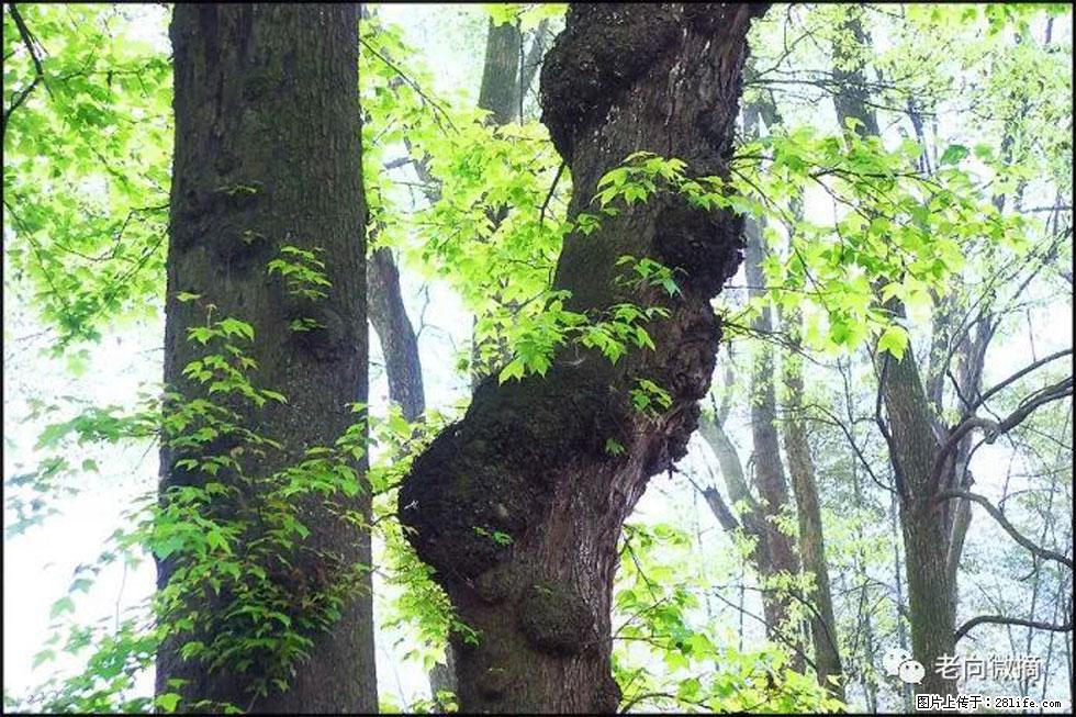 【春天，广西桂林灌阳县向您发出邀请！】在小龙村与春天约会 - 游山玩水 - 湖州生活社区 - 湖州28生活网 huzhou.28life.net