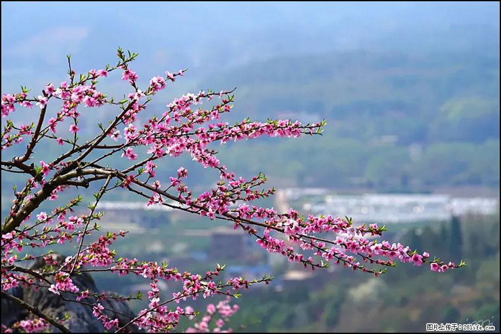 【春天，广西桂林灌阳县向您发出邀请！】望月岭上桃花开 - 游山玩水 - 湖州生活社区 - 湖州28生活网 huzhou.28life.net