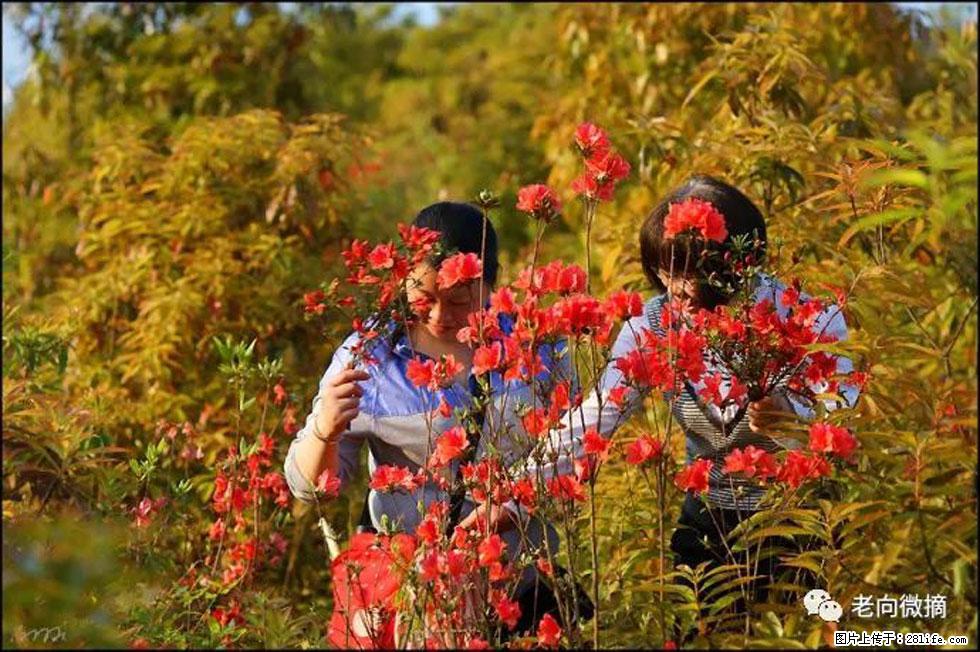 【春天，广西桂林灌阳县向您发出邀请！】登麒麟山，相约映山红 - 游山玩水 - 湖州生活社区 - 湖州28生活网 huzhou.28life.net