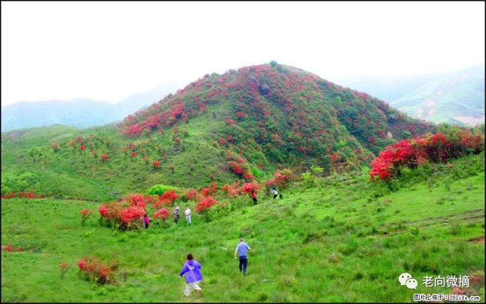 【春天，广西桂林灌阳县向您发出邀请！】宝盖山上映山红 - 游山玩水 - 湖州生活社区 - 湖州28生活网 huzhou.28life.net