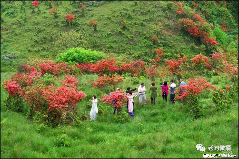 【春天，广西桂林灌阳县向您发出邀请！】宝盖山上映山红 - 游山玩水 - 湖州生活社区 - 湖州28生活网 huzhou.28life.net