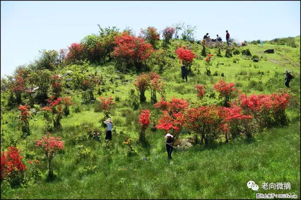 【春天，广西桂林灌阳县向您发出邀请！】宝盖山上映山红 - 游山玩水 - 湖州生活社区 - 湖州28生活网 huzhou.28life.net