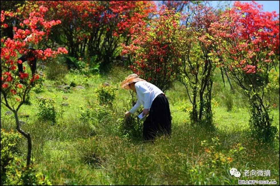 【春天，广西桂林灌阳县向您发出邀请！】宝盖山上映山红 - 游山玩水 - 湖州生活社区 - 湖州28生活网 huzhou.28life.net