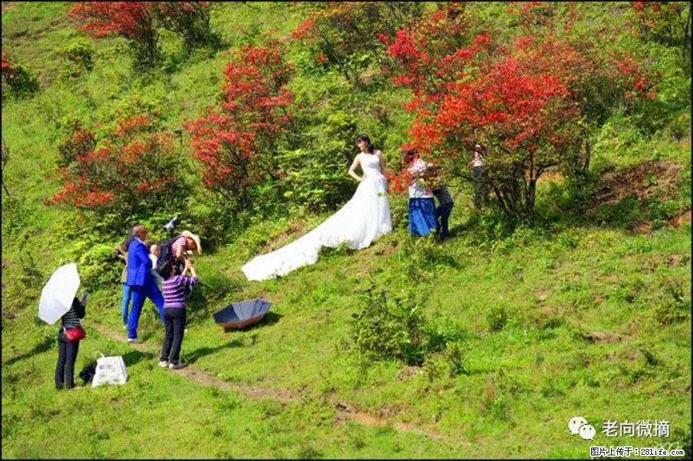 【春天，广西桂林灌阳县向您发出邀请！】宝盖山上映山红 - 游山玩水 - 湖州生活社区 - 湖州28生活网 huzhou.28life.net