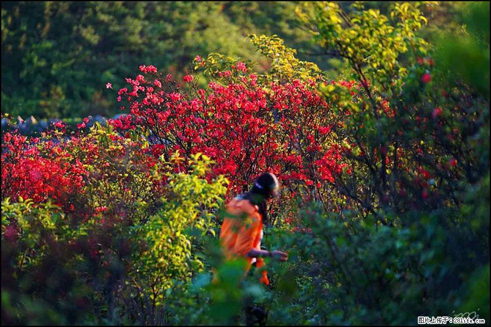 【春天，广西桂林灌阳县向您发出邀请！】春木界上映山红 - 游山玩水 - 湖州生活社区 - 湖州28生活网 huzhou.28life.net