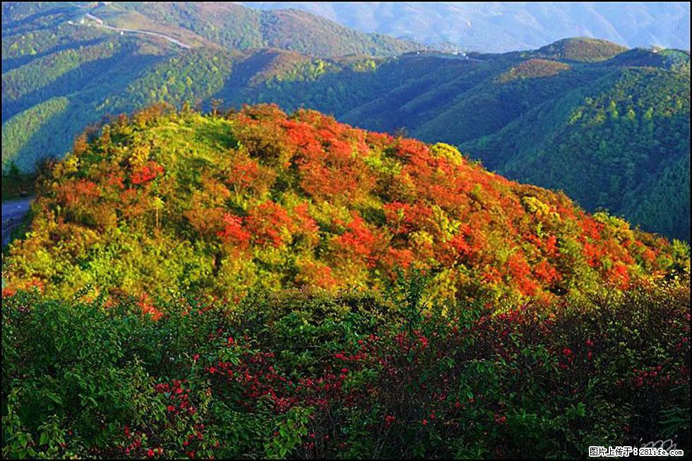 【春天，广西桂林灌阳县向您发出邀请！】春木界上映山红 - 游山玩水 - 湖州生活社区 - 湖州28生活网 huzhou.28life.net