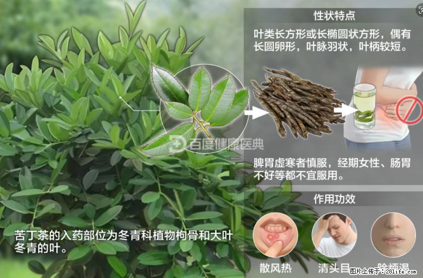 苦丁茶有哪些功效和作用 - 生活百科 - 湖州生活社区 - 湖州28生活网 huzhou.28life.net