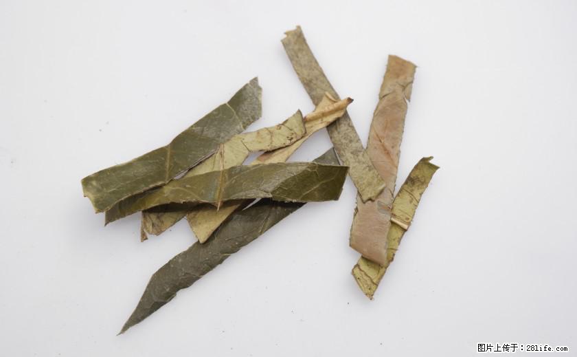 苦丁茶有哪些功效和作用 - 生活百科 - 湖州生活社区 - 湖州28生活网 huzhou.28life.net