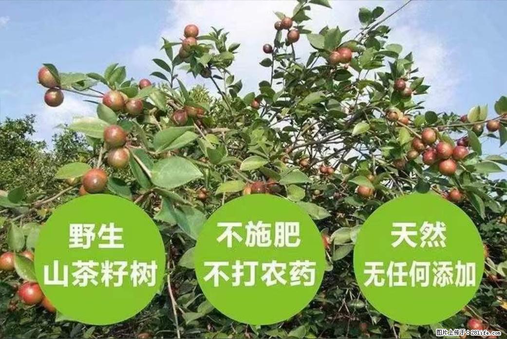 【灌阳县油茶产业示范区】一个有着充实的精神生活的人，对待身外之物自会有一种淡泊的态度 - 土特产 - 饮食特产 - 湖州分类信息 - 湖州28生活网 huzhou.28life.net
