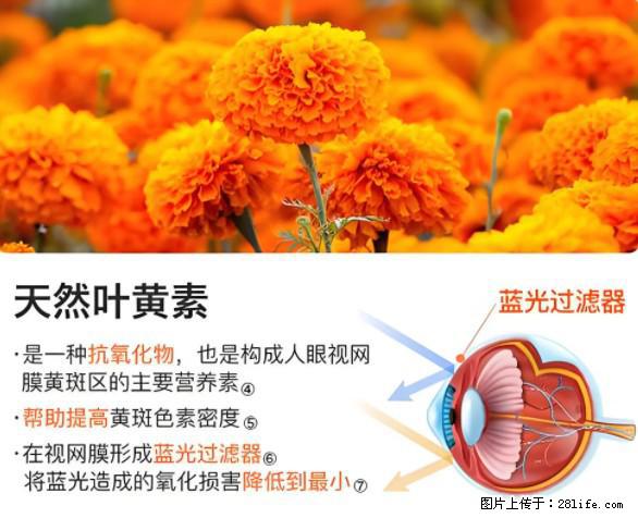 叶黄素有什么功效和作用 - 生活百科 - 湖州生活社区 - 湖州28生活网 huzhou.28life.net