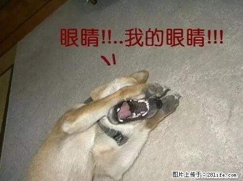 笑癫了！一女的怀孕三年未生，他终于忍不住了... - 娱乐八卦 - 湖州生活社区 - 湖州28生活网 huzhou.28life.net
