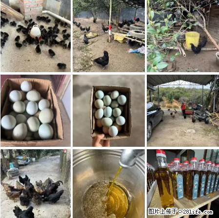 油茶园从小鸡仔开始养起的纯土鸡、土鸡蛋可以预定啦！还有前几天刚榨的纯山茶油哦 - 土特产 - 饮食特产 - 湖州分类信息 - 湖州28生活网 huzhou.28life.net