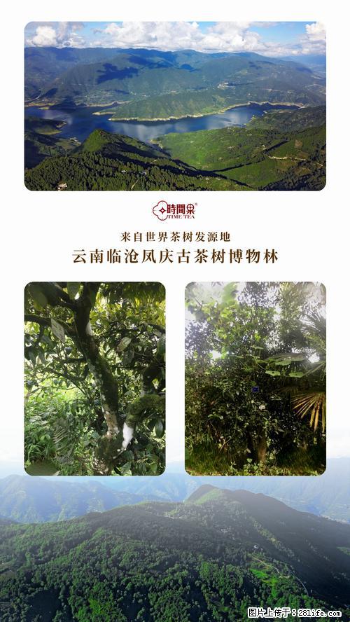 时间果百年古树2025年春红茶 - 购物交流 - 湖州生活社区 - 湖州28生活网 huzhou.28life.net
