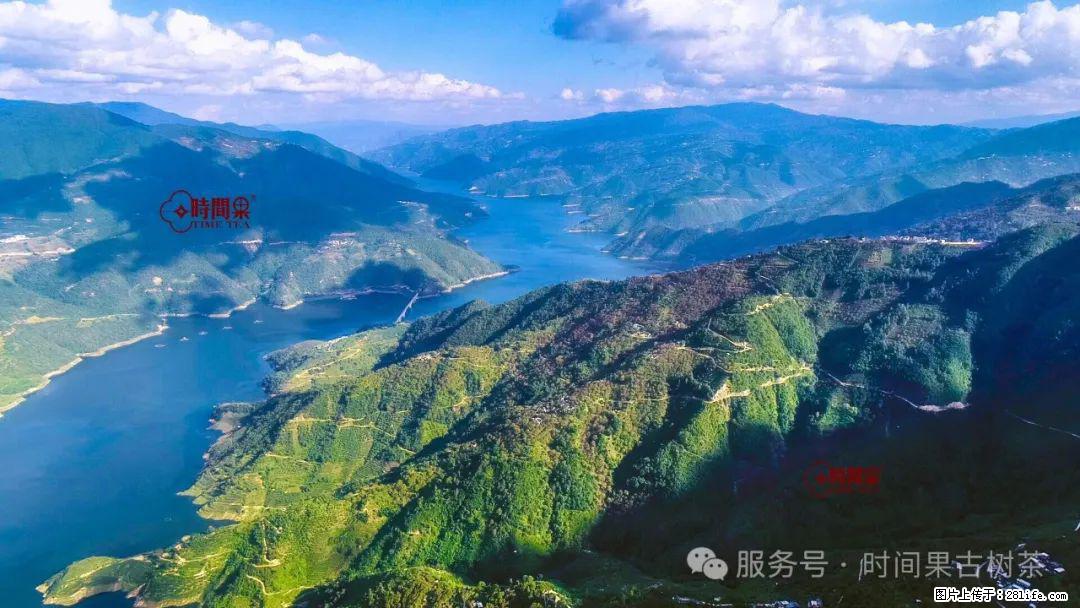 时间果百年古树龙珠普洱生茶 - 购物交流 - 湖州生活社区 - 湖州28生活网 huzhou.28life.net