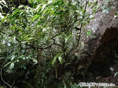平乐石崖茶，珍贵仅次于金花茶 - 湖州生活资讯 - 湖州28生活网 huzhou.28life.net