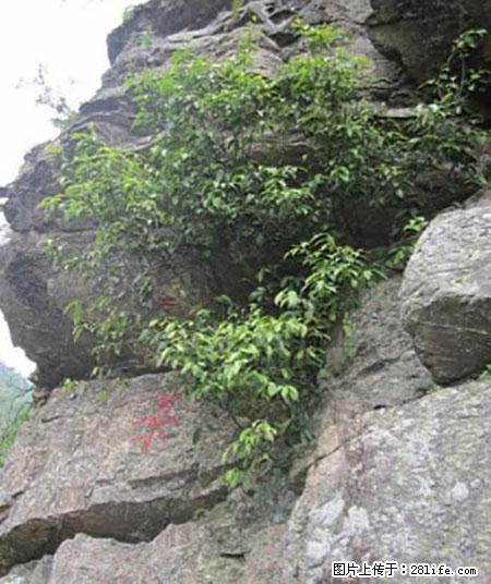 平乐石崖茶，珍贵仅次于金花茶 - 湖州生活资讯 - 湖州28生活网 huzhou.28life.net