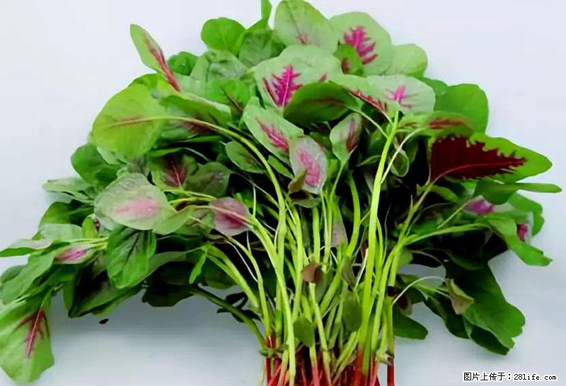 这些蔬菜是“天然钙片”，这6种被医生重点推荐 - 湖州生活资讯 - 湖州28生活网 huzhou.28life.net