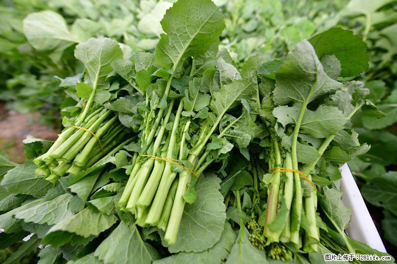 这些蔬菜是“天然钙片”，这6种被医生重点推荐 - 湖州生活资讯 - 湖州28生活网 huzhou.28life.net
